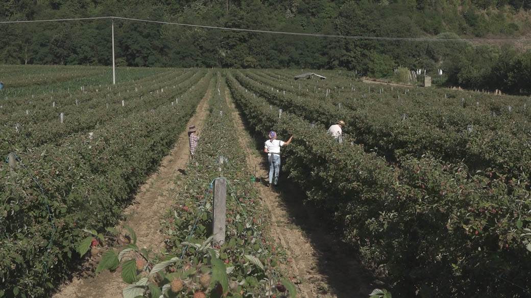 maline arilje dnevnica