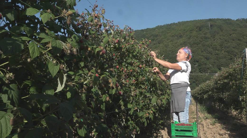 maline arilje dnevnica