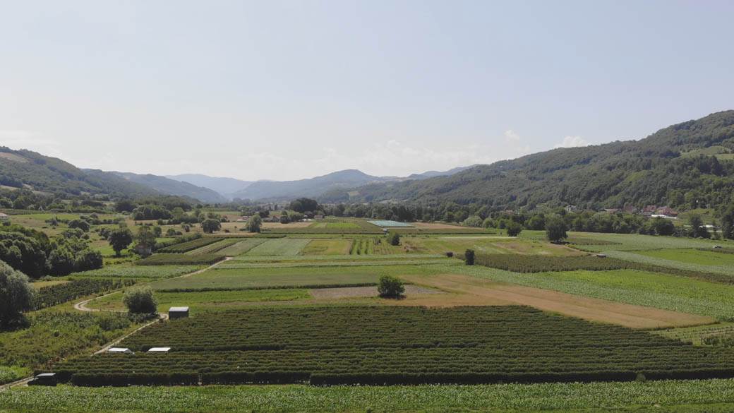 maline arilje dnevnica