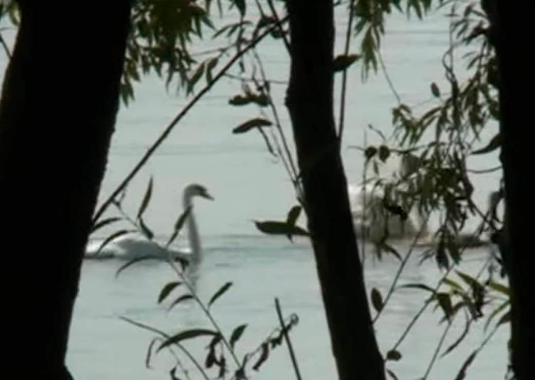 dunavski maldivi srpski tajland ostrvo