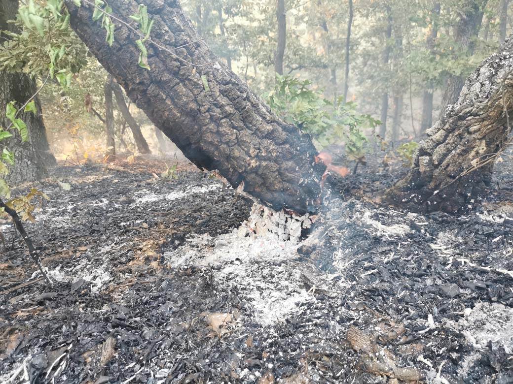 požar u šumi kod čačka