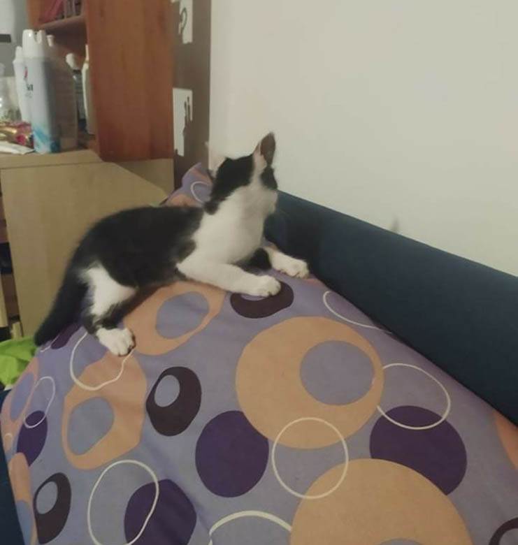 kako danas izgleda mače iz zadruge