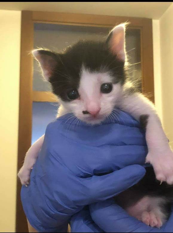 kako danas izgleda mače iz zadruge