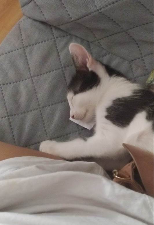 kako danas izgleda mače iz zadruge