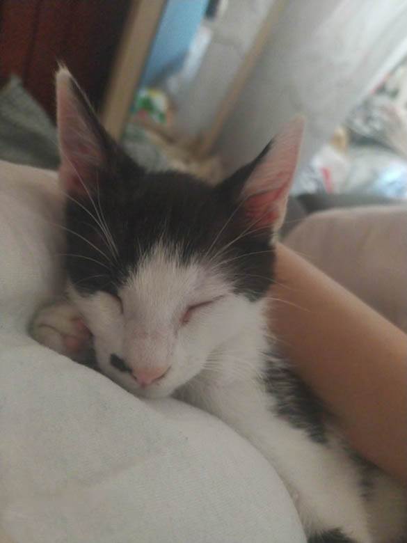 kako danas izgleda mače iz zadruge