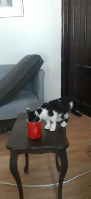 kako danas izgleda mače iz zadruge