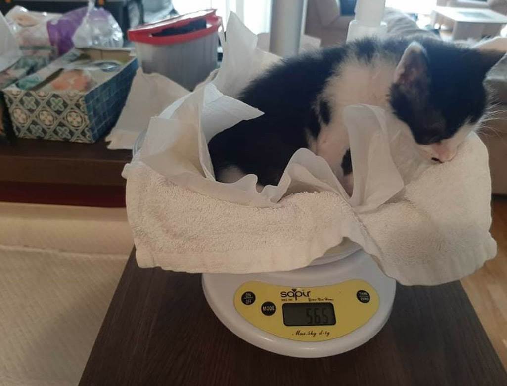 kako danas izgleda mače iz zadruge