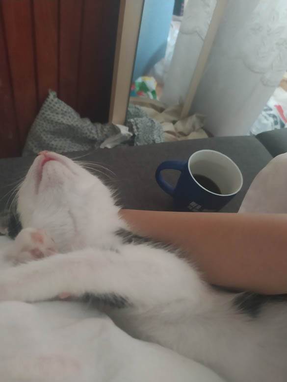 kako danas izgleda mače iz zadruge