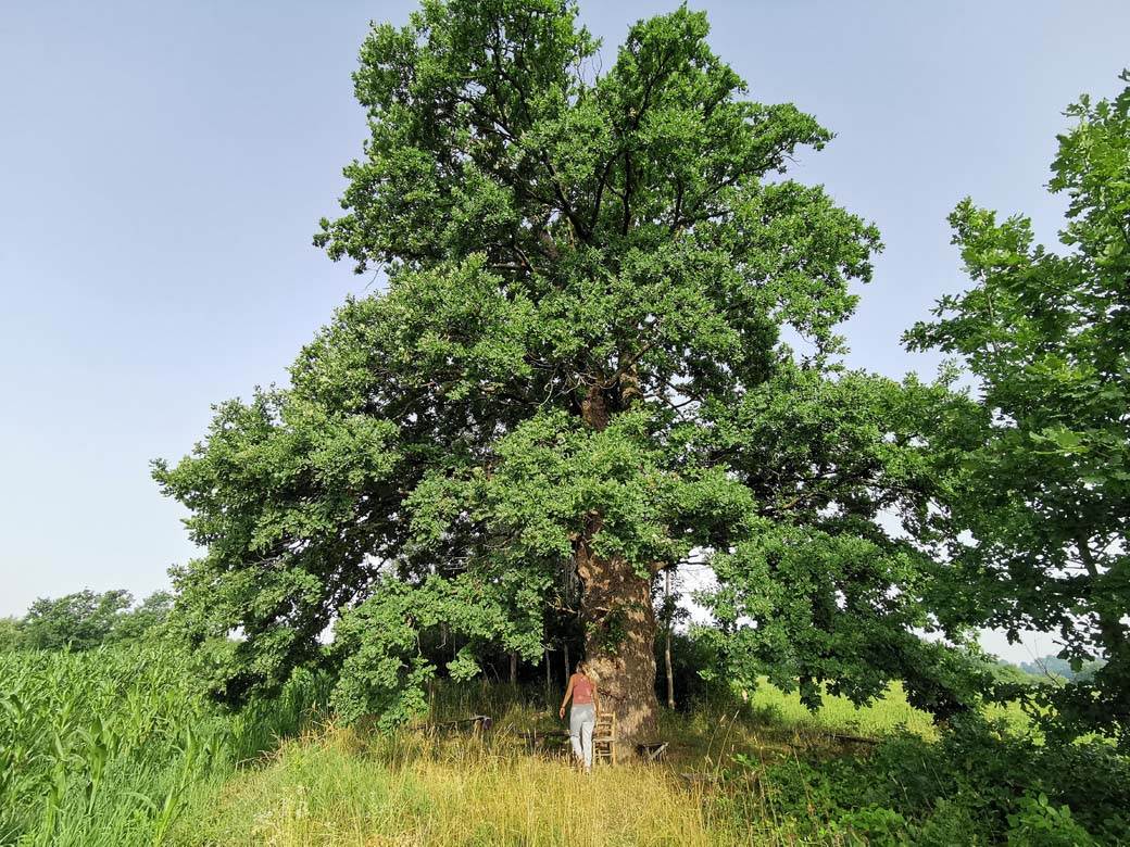 Srbi veruju da je hrast u selu Tijanje lekovit