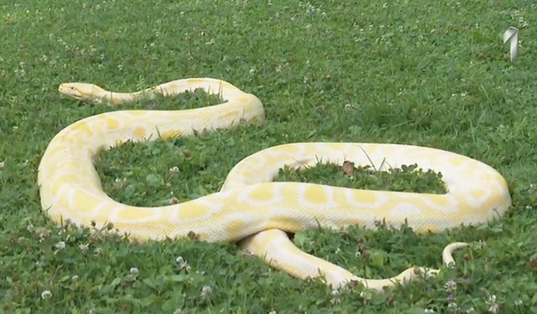 Voditeljki dali zmiju u Jutarnjem programu