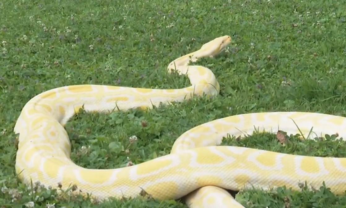 Voditeljki dali zmiju u Jutarnjem programu