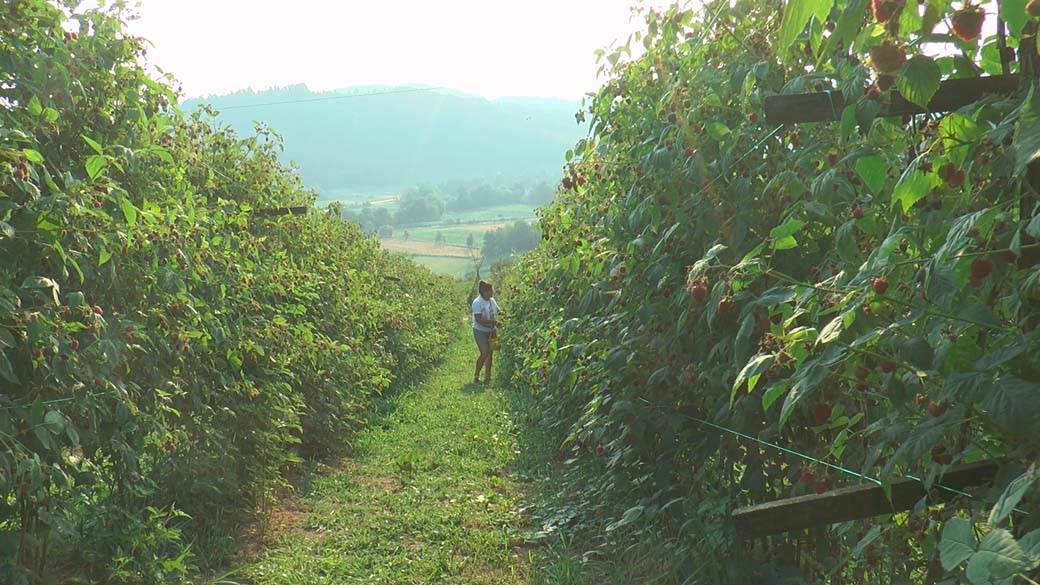 Kako izgleda branje malina u Srbiji