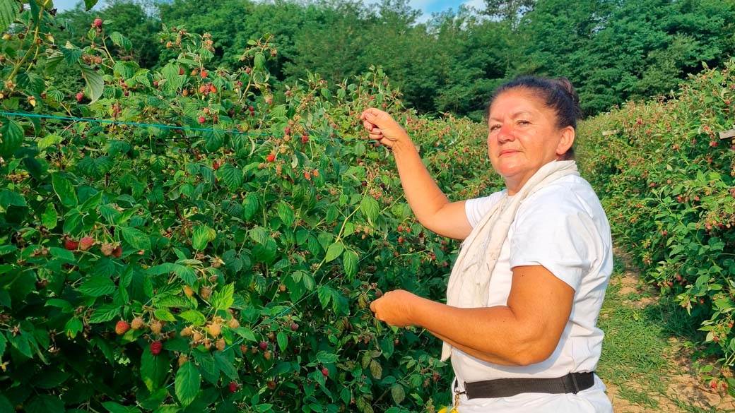 Čačanka nabrala 136 kila malina za dan