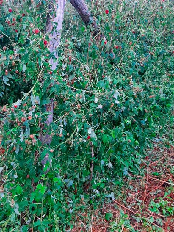 Grad opustošio sela kod Ivanjice