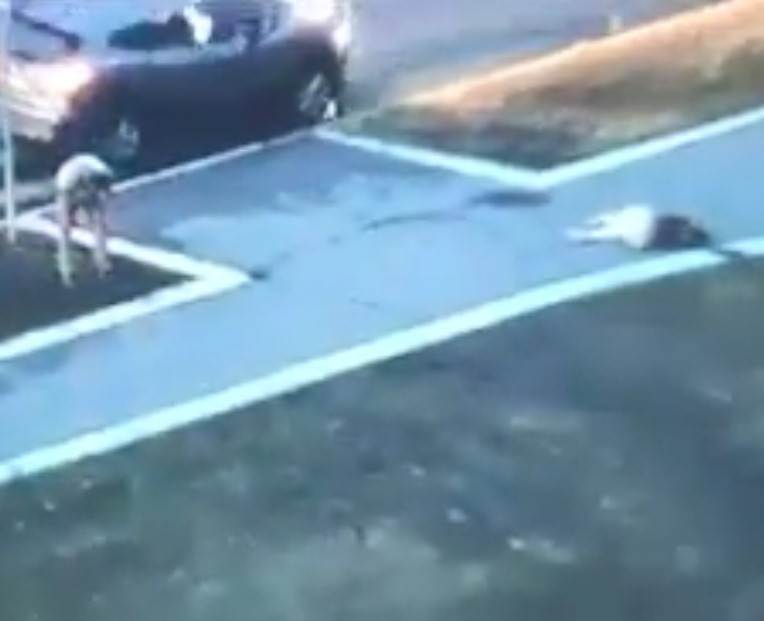 Muškarac tukao ženu na Novom Beogradu