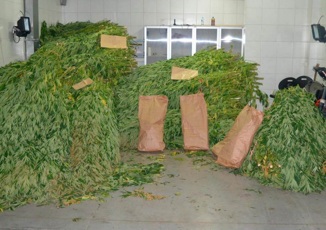 Najveća plantaža marihuane u Crnoj Gori