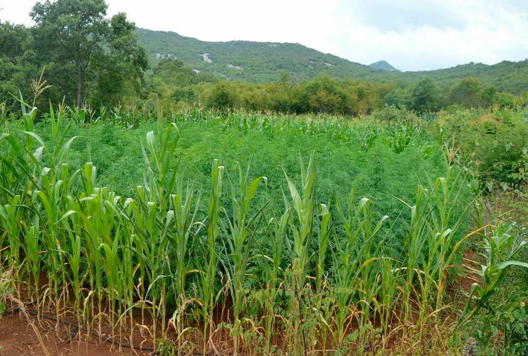 Najveća plantaža marihuane u Crnoj Gori