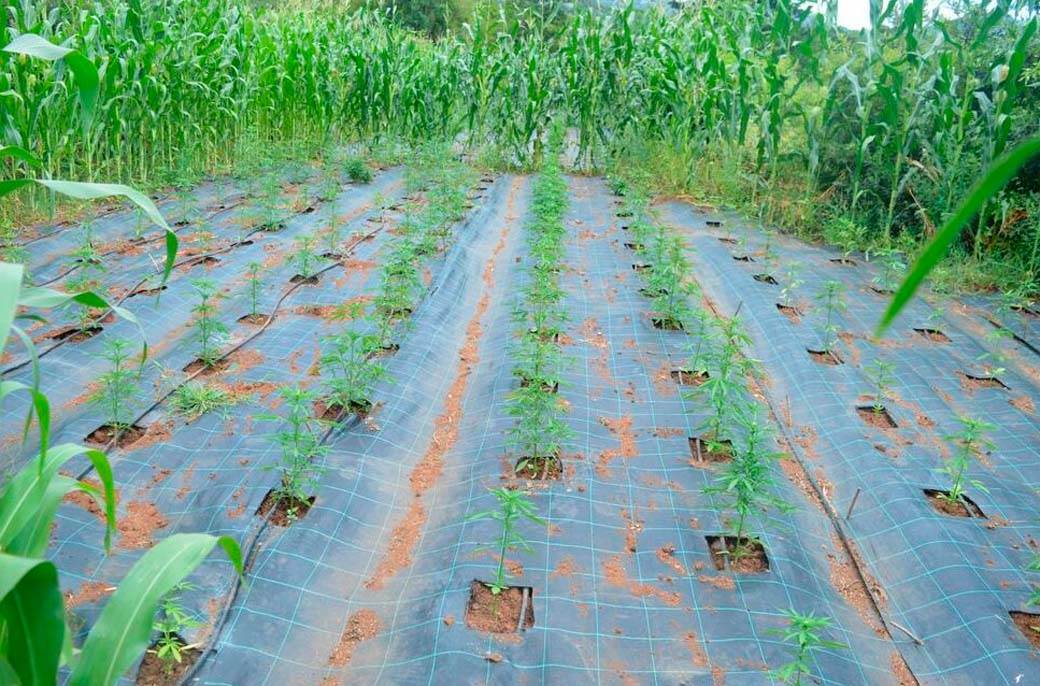 Najveća plantaža marihuane u Crnoj Gori