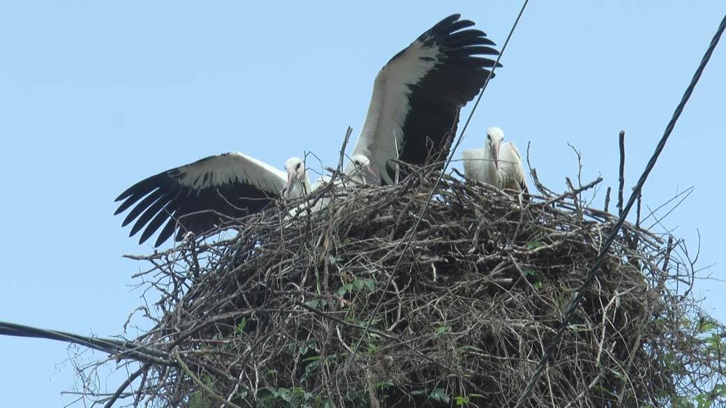 Vratile se rode u Beljinu posle 100 godina
