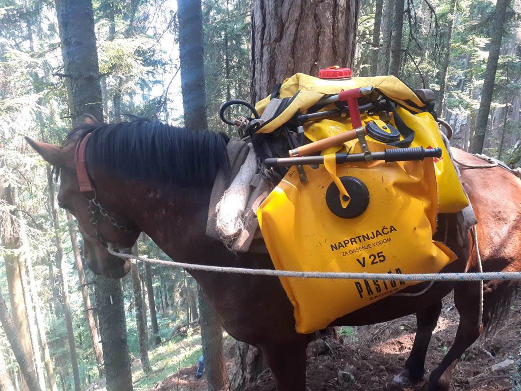 tara požar šuma konji gase (2)