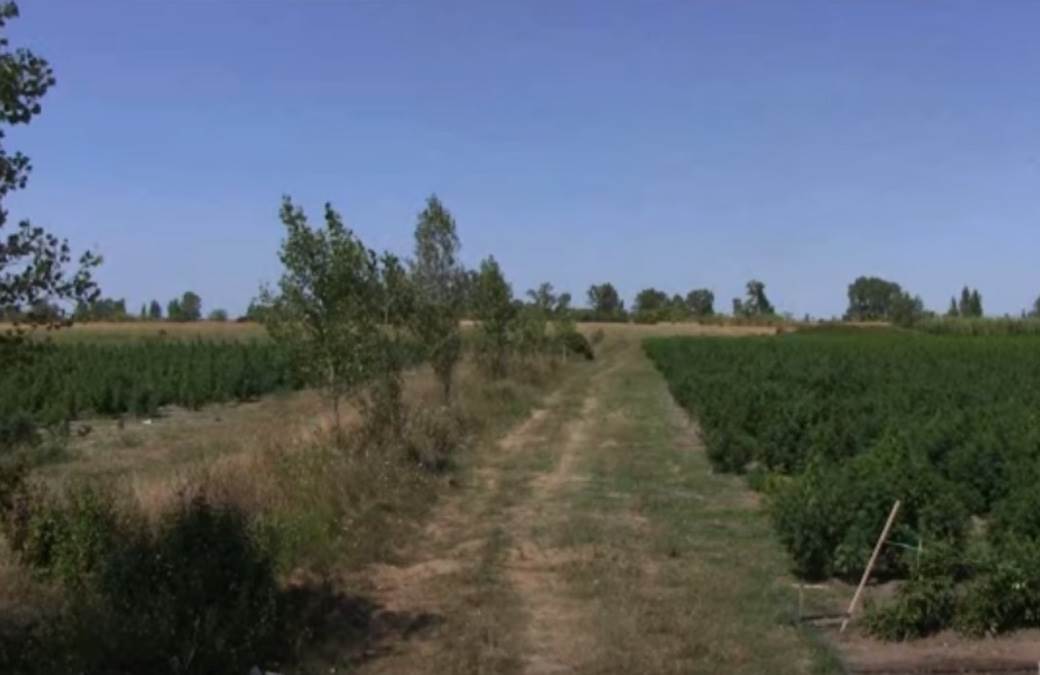 Plantaža Marihuane (1)