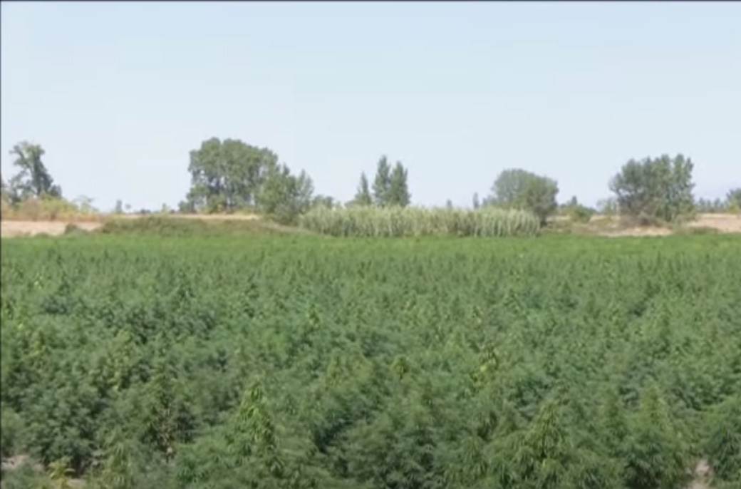 Plantaža Marihuane (2)