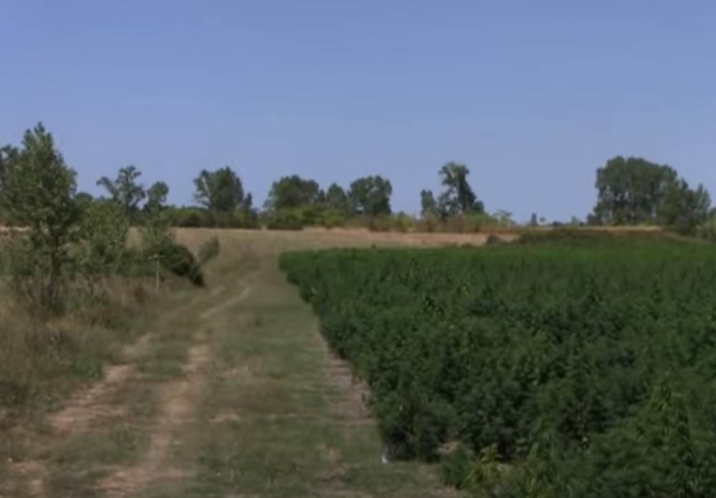 Plantaža Marihuane (3)