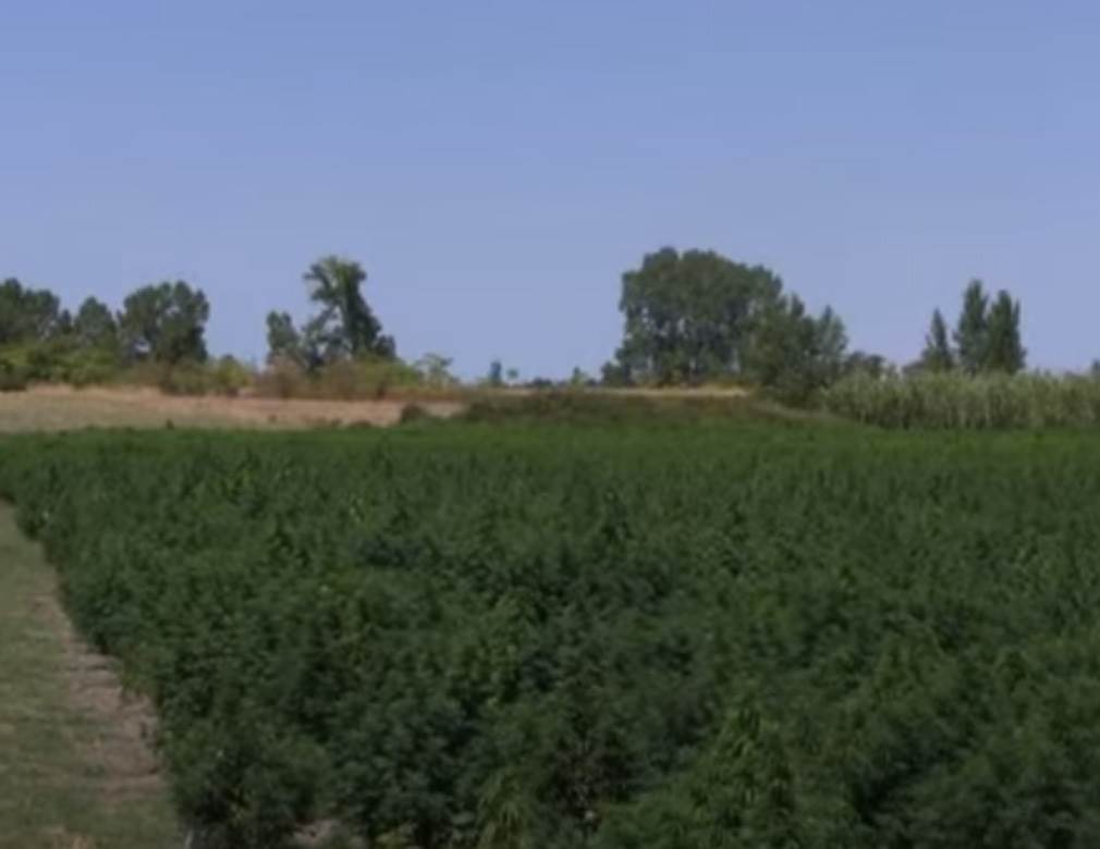 Plantaža Marihuane (4)