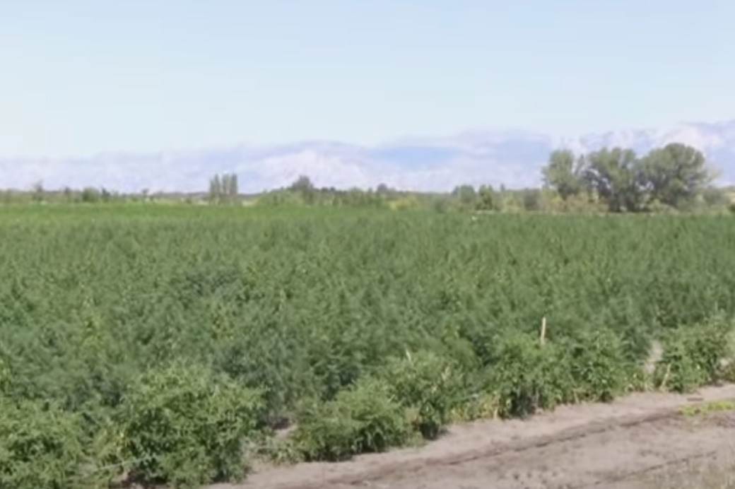 Plantaža Marihuane (5)