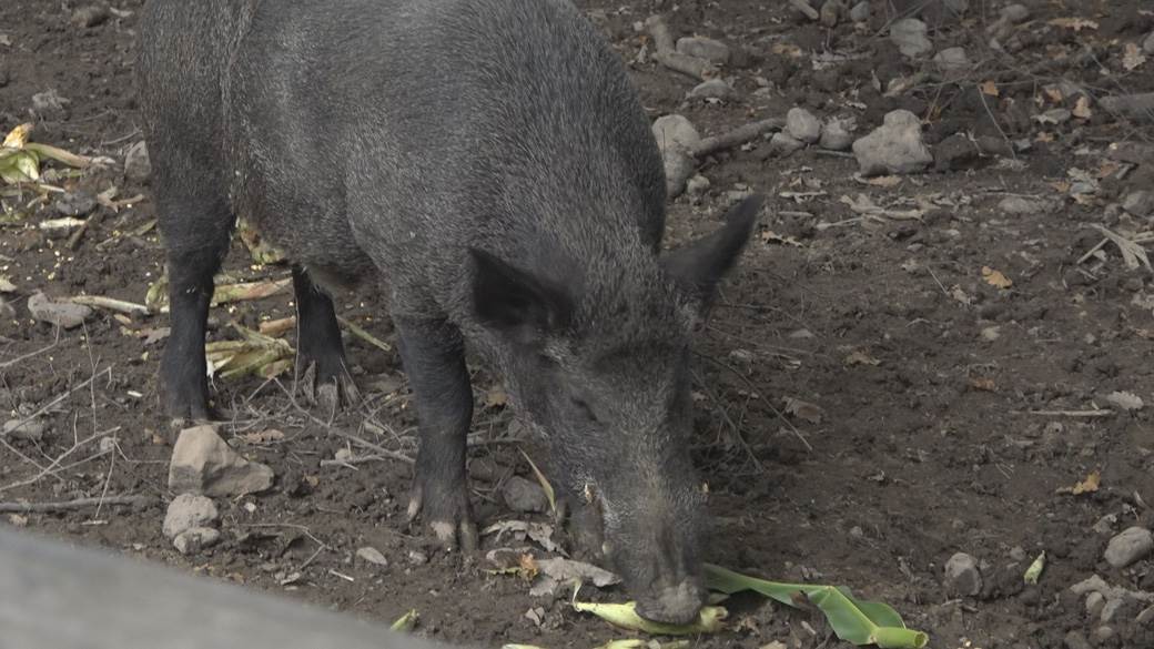 Divlji vepar (5)