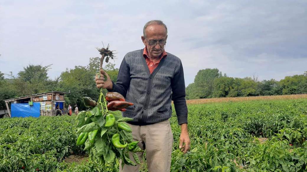 1631108099paprika--dobrica