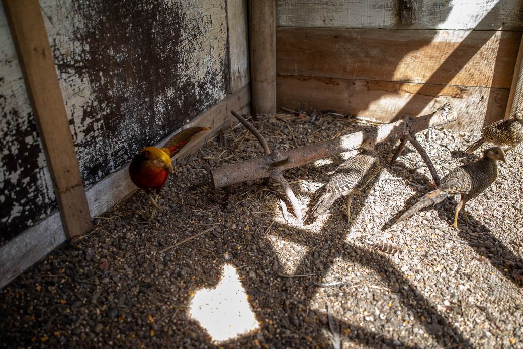 Pancevo Bela Stena-3