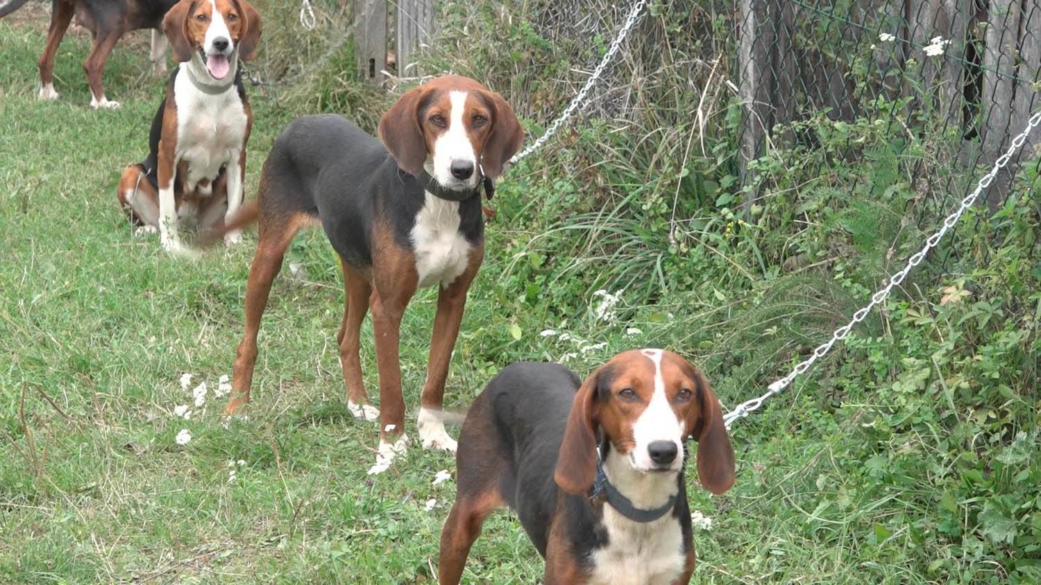 Trobojni goniči (3)