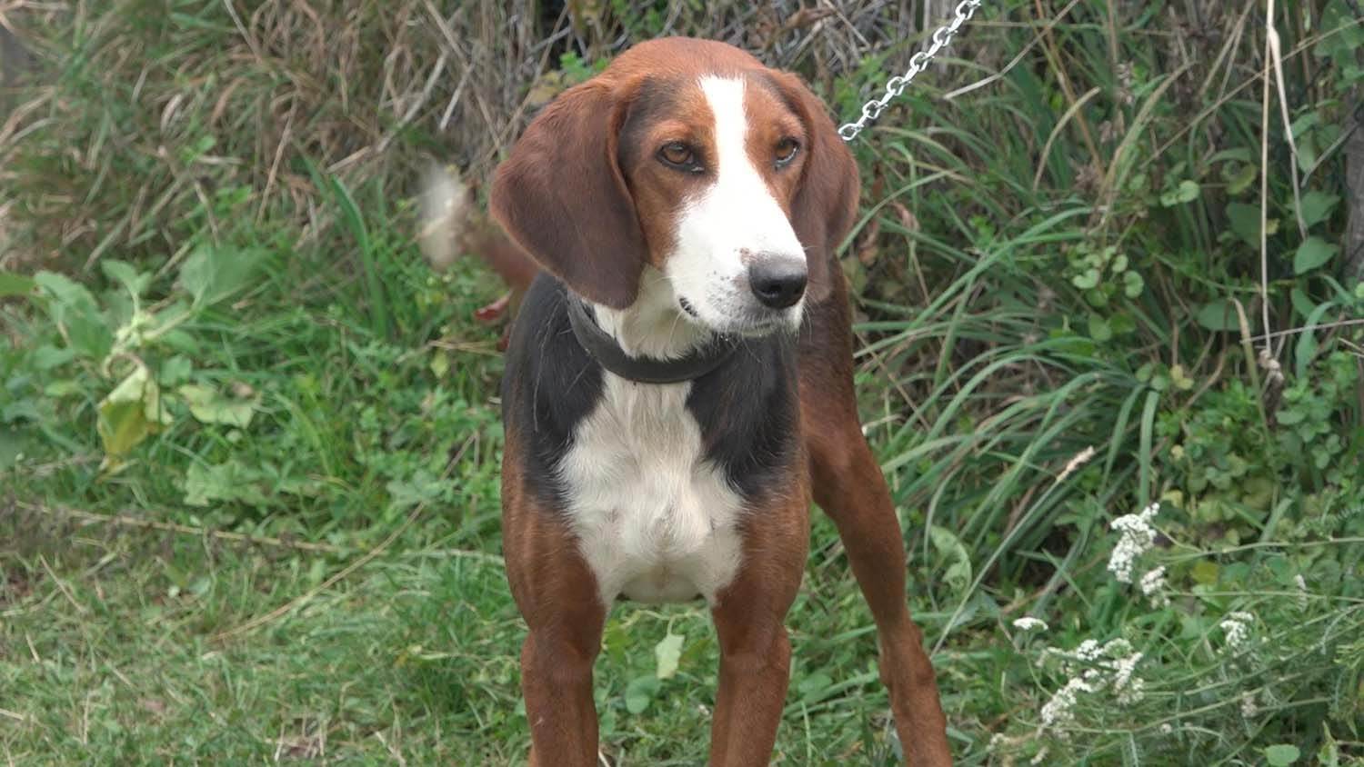 Trobojni goniči (4)