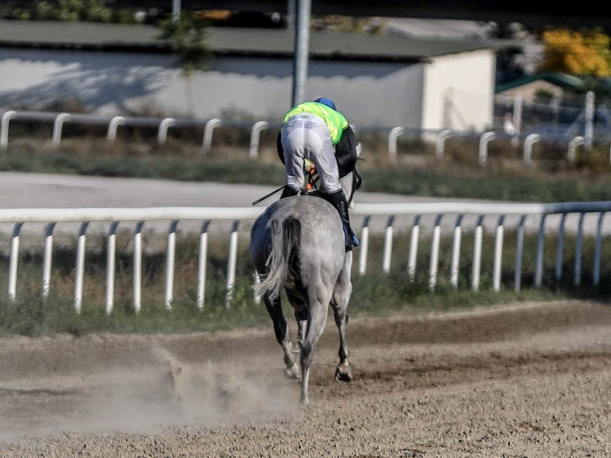 hipodrom-konji-trke-stefan-stojanović-8