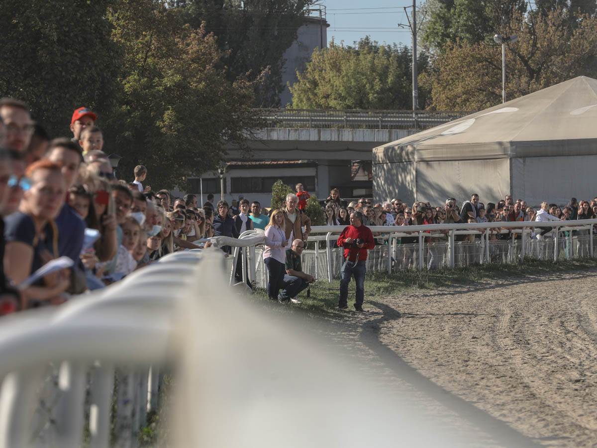 hipodrom-konji-trke-stefan-stojanović-5