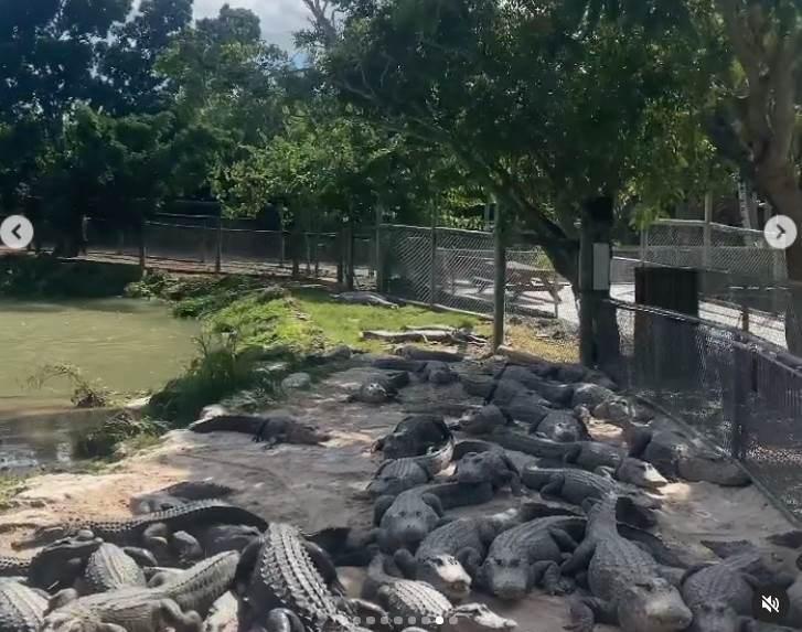 Lepa Brena se slikala sa aligatorima