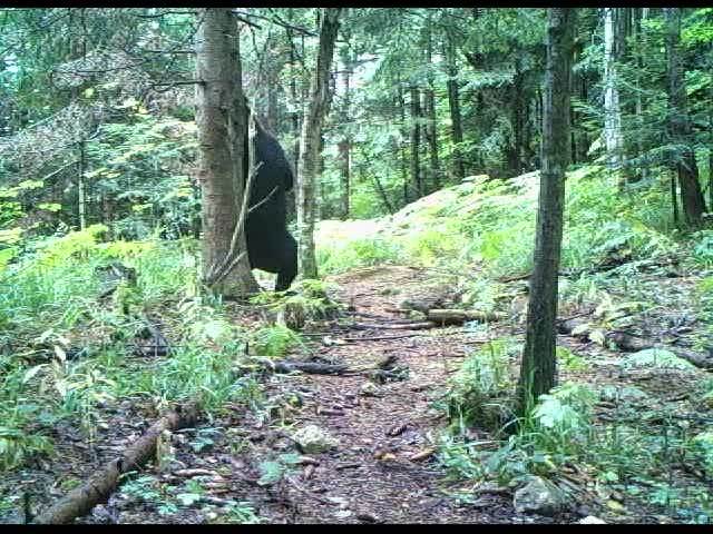 Život medveda na Tari