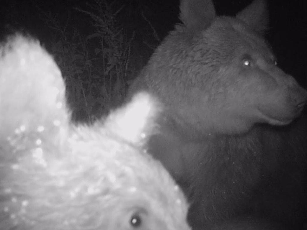 Forbs uvrstio Taru u pet prirodnih lepota na Balkanu