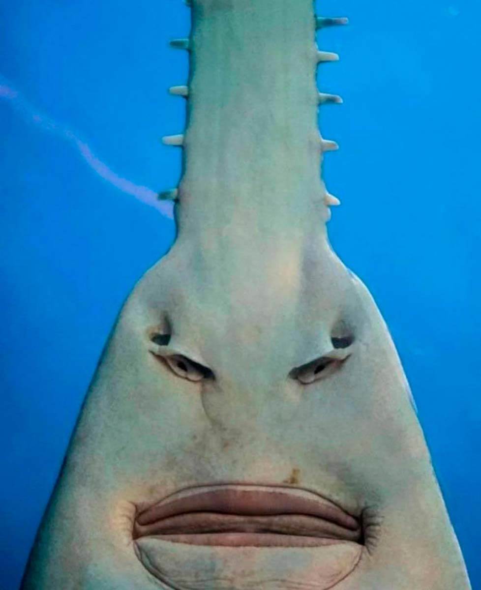 redit čudna slika 10