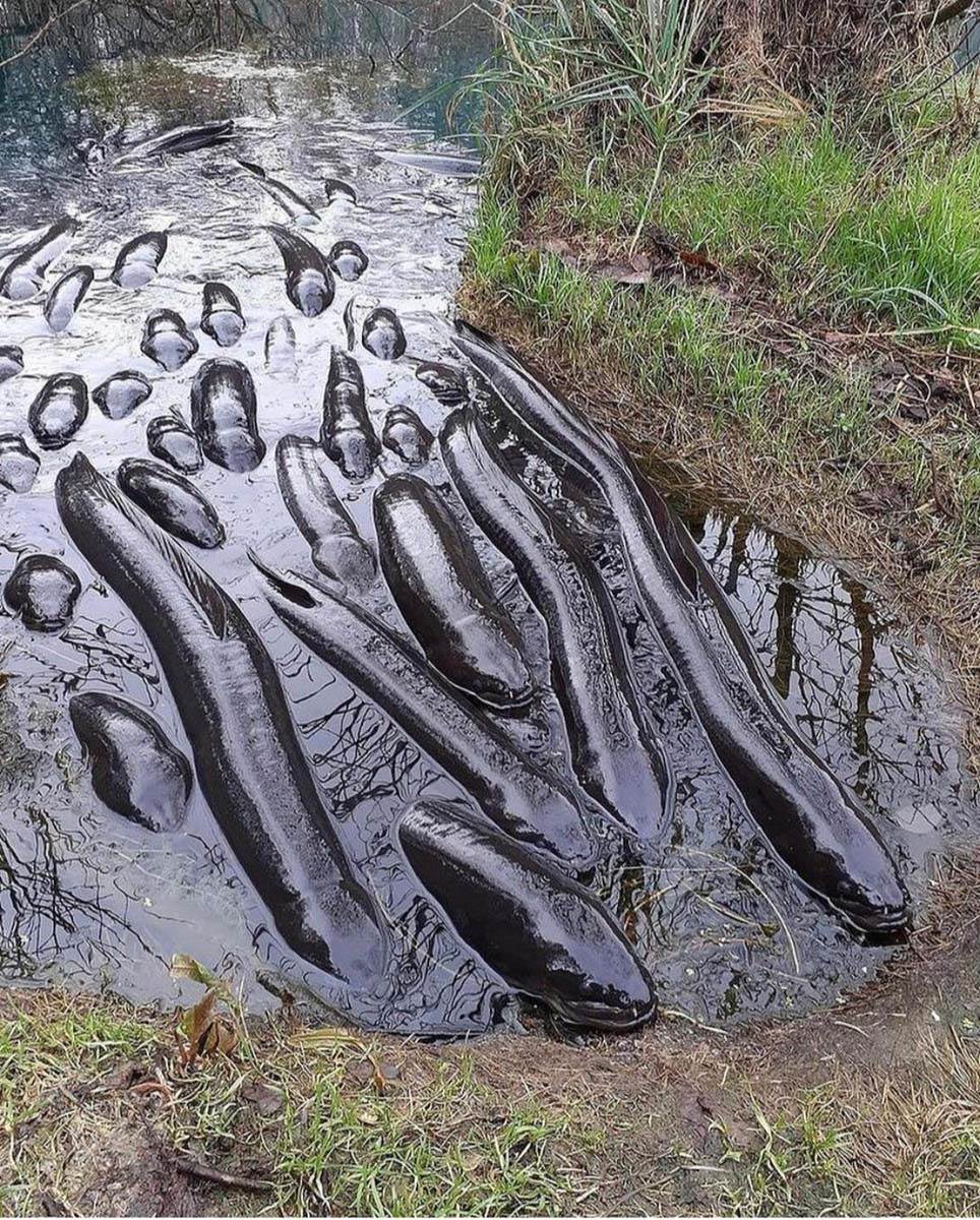 redit čudna slika 12