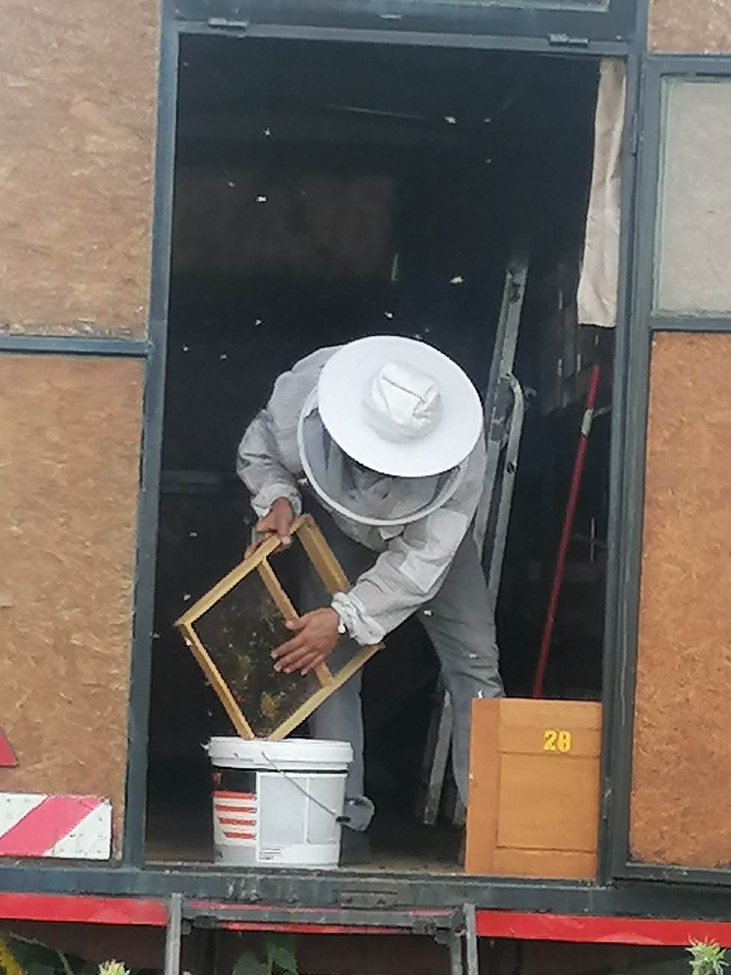 Veliko Gradište, pčelarstvo (4)