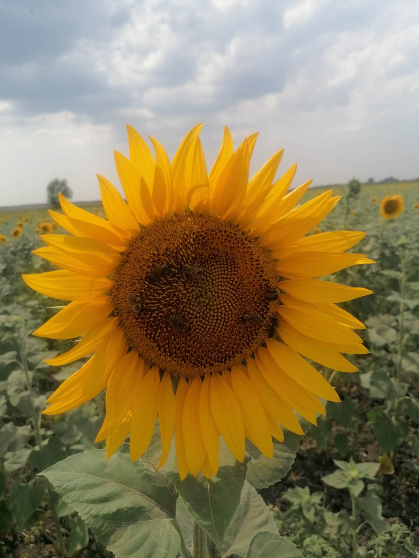 Veliko Gradište, pčelarstvo (6)