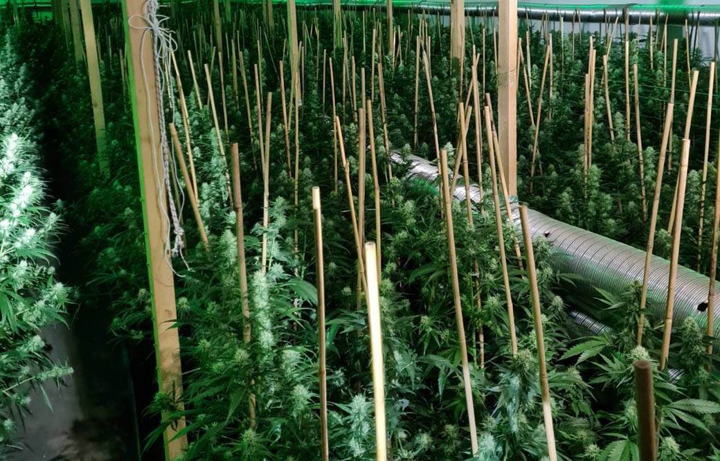labaratorija za uzgoj marihuane kod uba 4