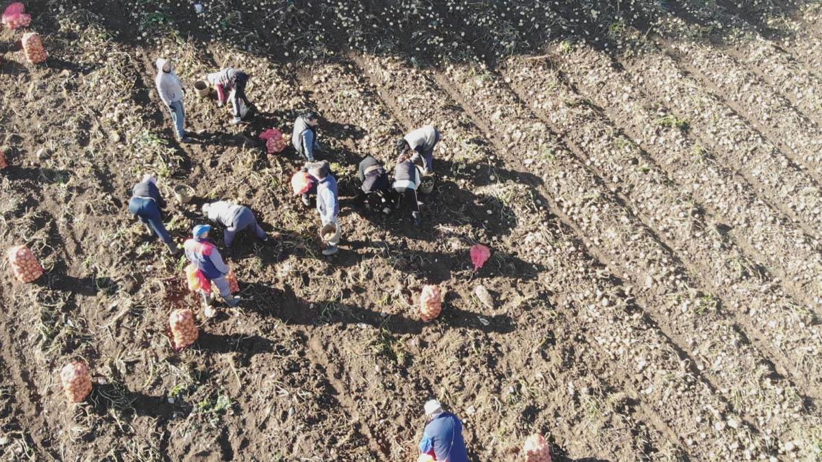 krompir, robin hud, vesna (5).jpg