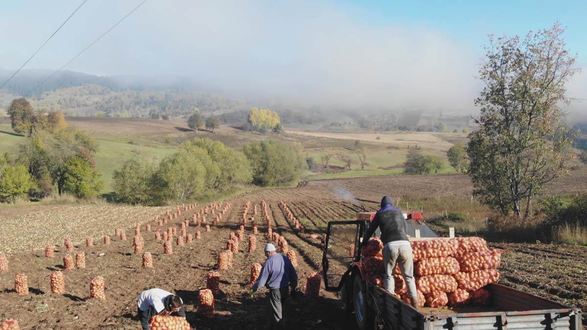 krompir, robin hud, vesna (6).jpg