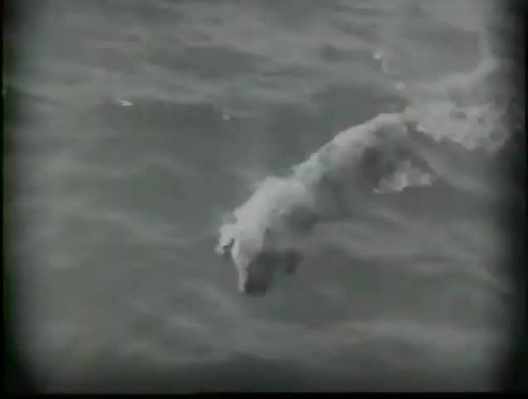 USS Indijanapolis potopljen (5).jpg