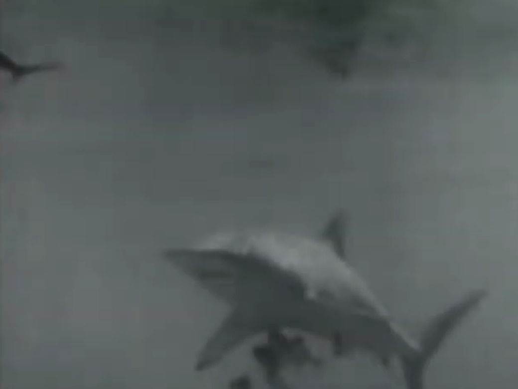 ajkula indijanapolis.jpg