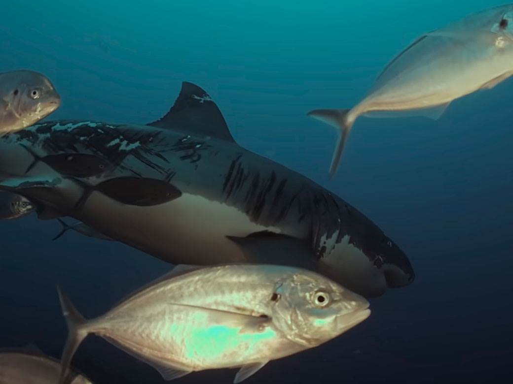 velika bela ajkula 5.jpg