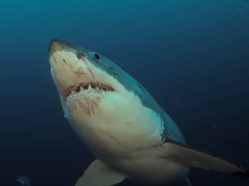 velika bela ajkula 3.jpg